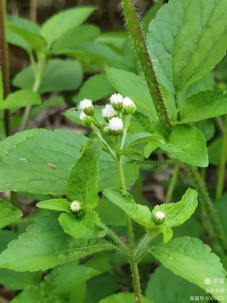 植物观赏 白花臭草